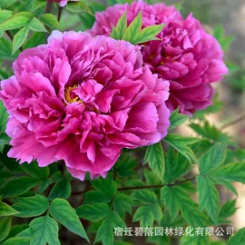 盆栽;乔木;灌木