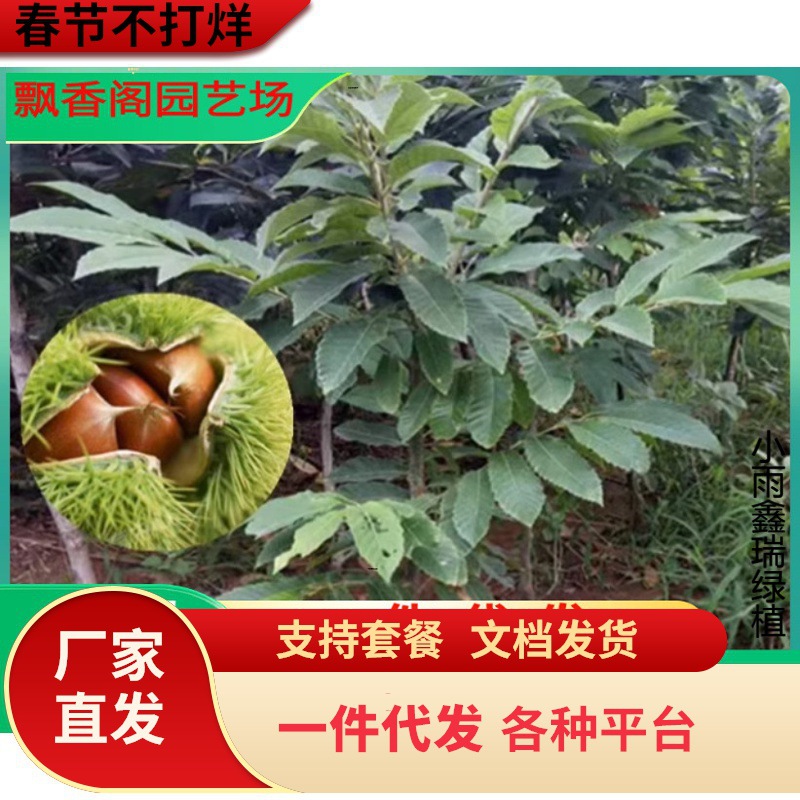 批发枣树 果树苗基地 承德大丰板栗果树苗 南北方种植 包成活包邮