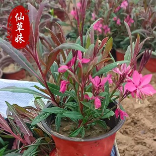 ɽ�һ������������Ի����҃��̨ͥԺ�ͺ�ɽ�Ҳ��k���ҾGֲ