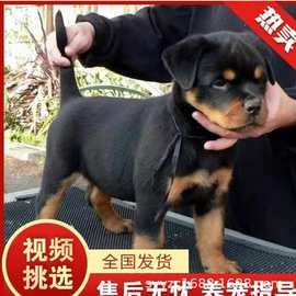纯种罗威纳活体幼犬警犬护卫犬幼崽工作犬军犬名犬大型犬