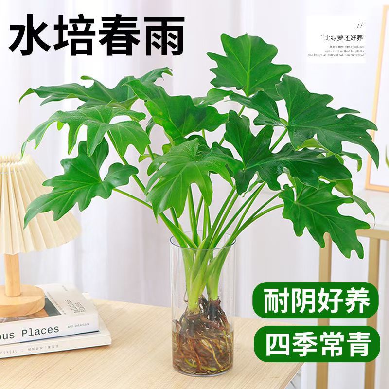 春羽水培植物盆栽室内客厅办公室桌面花卉大叶龟背竹春雨耐阴绿植