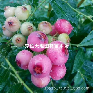 思巴达蓝莓树果苗南方北方四季室内阳台盆栽特大果树种植庭院带土