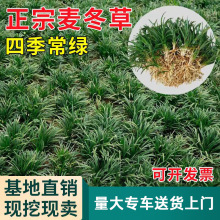 日本矮麦冬草苗耐寒别墅庭院园林绿化草坪植物带土麦冬草苗玉龙草
