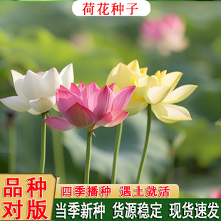 ���ͺɻ��N�ӳ���ˮ�B�ɻ��ļ�ɏź��������ɏ�������^�pɏ���N��