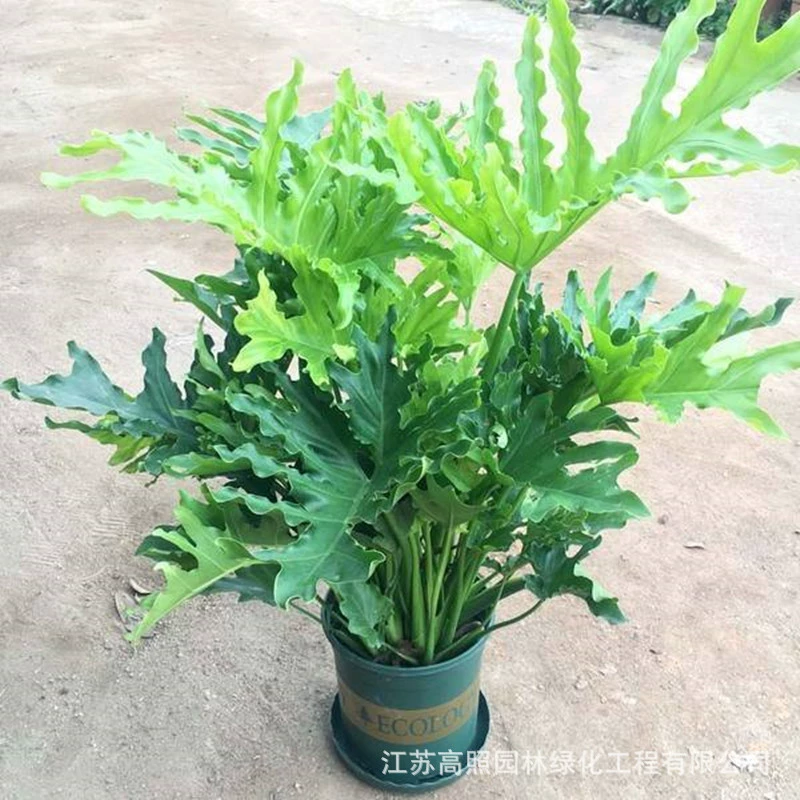 Весеннее растение в горшке с таро, зеленое растение с весенними перьями, гостиная на балконе, монстера, весенний дождь, скандинавское растение, комнатное растение в горшке с большими листьями.