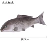 Big gray carp