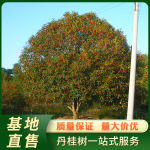 大量丹桂批发红花桂花树地径19公分浦城丹桂桂花树苗基地直售