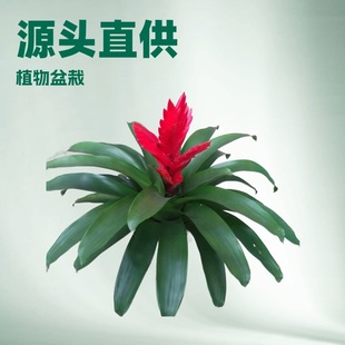 Source Manufacturers Supply Garden Indoor Ornamental Bromeliads Kallie Red Yingge Flower Plant Potted Wholesale