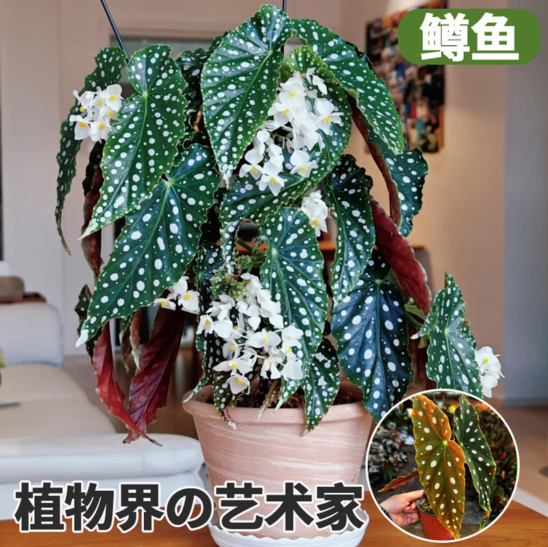 [must deposit] trout and begonia