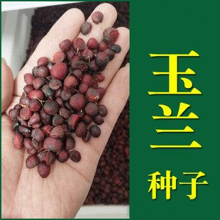 ���羳��؛���²����m�N�Ӽt���m�����m�N�ӏV���m�S���m�����m��