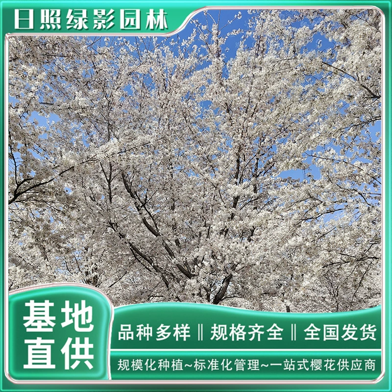Высокий стержень хорошо окрашен Йошино Сакура рынок 5 см высокий стержень хорошо окрашен Йошино Сакура Саженец производственная база