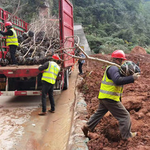 �ؑc6�����Ҙ� �Ĵ��Ҙ� �F���Ҙ� ��ϰ׻��Ҙ� �Ϸ��������l