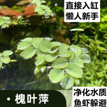 #鱼缸净水槐叶萍浮萍水草圆心萍净化水质水培绿植庭院办公室鱼虾