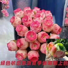 ɽ��õ��ˮ�����u��õ�����ֲ��ɽ�ؾƱ�õ��С�����ļ�׃ɫ����