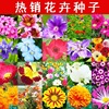 [E -commerce purchase] Easy explosive pot seeds flowers constantly flowers seeds, indoor and outdoor seasons, ease of living potted flowers