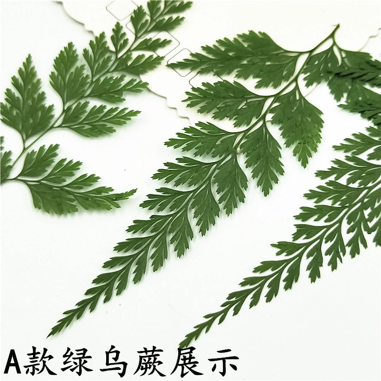 Зелено-черные листья папоротника pressing flower lights true leaf sticker plant Simagon закладка сухие цветы макияж декор