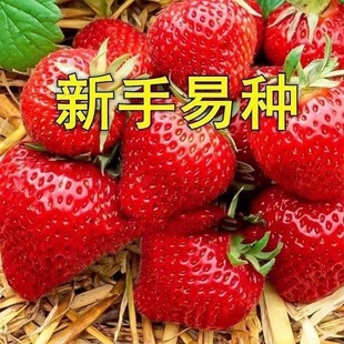���Ͳ�ݮ���ϱ����҃�����Nֲ�ļ��Y��Ó����ݮ�����Ե��Ԯ���Y