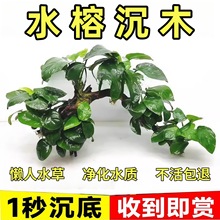 ˮ�ų�ľ���������ˮ�ݺ��B��ֲ���~���b��쾰�Gֲ�ײ͏V���ٰl