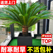 铁树盆栽大型绿植公母一对树苗花盆特大号盆景别墅门口室内外好养