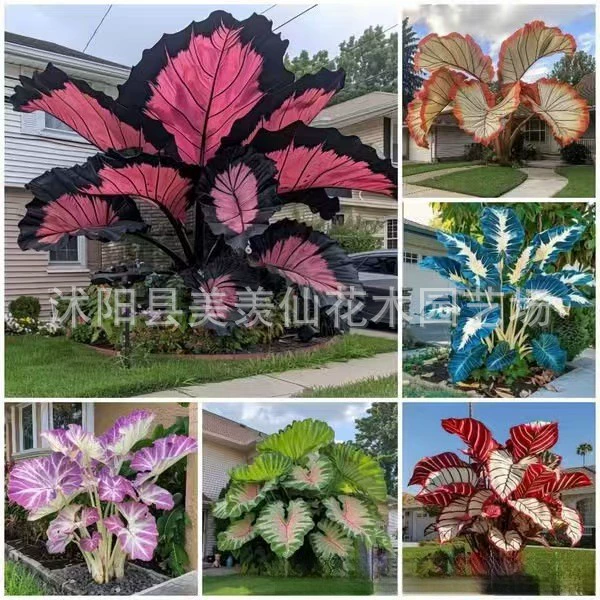 [Трансграничная поставка] Цветные семена таро, крупнолистовое каладиум, двухцветные семена таро, семена четырехсезонных горшечных цветов