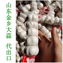 中东标准5头装小包装大蒜 金乡红蒜紫皮大蒜厂家 garlic price