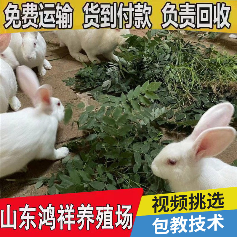 conew_u=3692121758,2335897069&