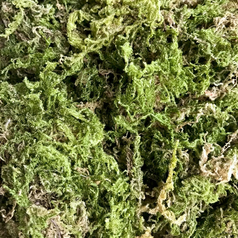 엄선된 고품질 건조이끼 50g