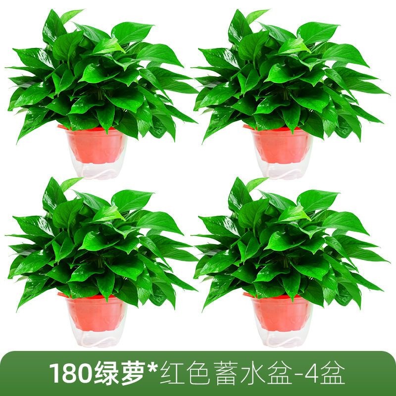 168 red pot pothos 4 pots + water storage pot + fertilizer