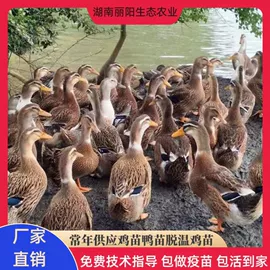 畜禽种苗;鲜/活禽类