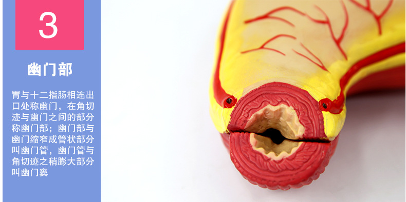 QH3329胃解剖模型_11.jpg
