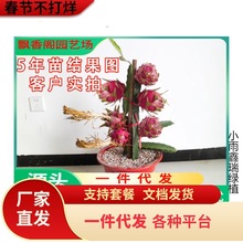 红心火龙果树果苗盆栽带根白心水果树苗阳台南北方四季种植燕窝果