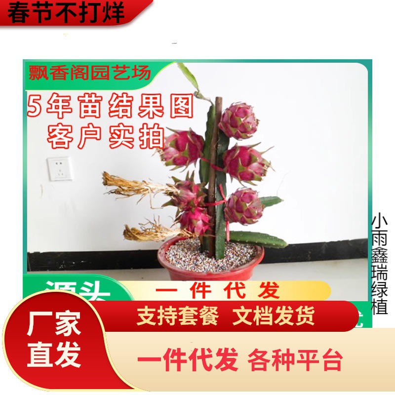 红心火龙果树果苗盆栽带根白心水果树苗阳台南北方四季种植燕窝果