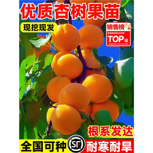 �Ә���޽��ش�������������Ϸ������Nֲ���Ե��Թ����箔��Y��