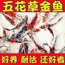 �m���ݽ��~�^�p�~��ˮ�~���B�ͻ��ԁ�ˮ��ˮ�Lβ�ͻ��w�~�~��С��