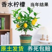 ļoˮʘʳÙϱ̨NֲYˮ