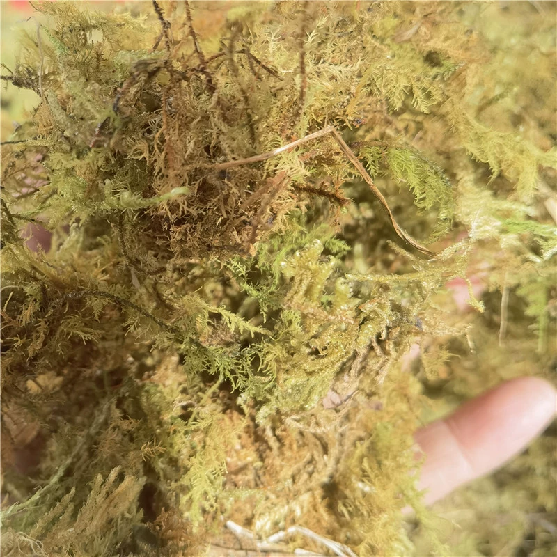 Мат для спячки из мха, черепахи, ящерицы, змеи, микроландшафт из мха, экологическая бутылка, материал для творчества, водонепроницаемый и влагопоглощающий мх