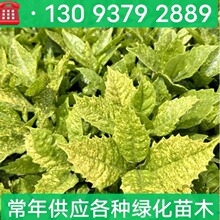 ���~ɺ�� ����ɺ�� ���~ɺ��ë�� ���~ɺ������ Ҏ���Rȫ