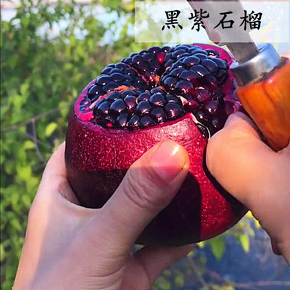 黑紫矮化石榴树突尼斯软籽果树果苗地栽南方北方种植特大无籽石榴