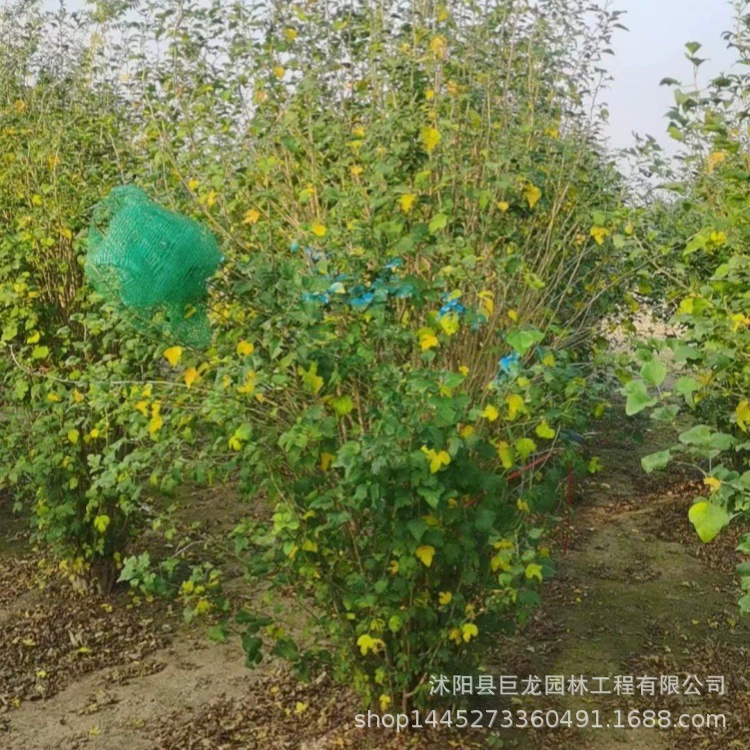 Гибискус, гибискус в комках, цена гибискуса, зеленение саженцев, зеленение рассады, садовые декоративные растения