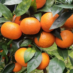 ��ϸ�ɽ�ָ̮������rˮ�����ӳ��Ӹ���������]�ЋDˮ���a��ֱ�l