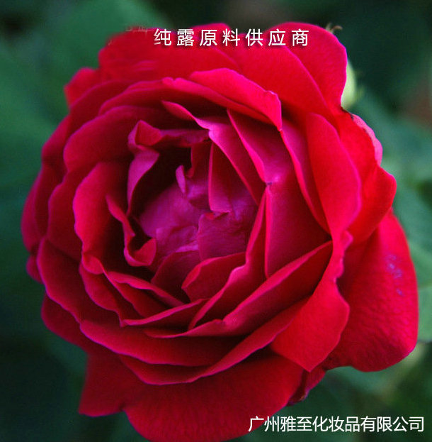 メーカーはバラの純露の顔の花の美容院の化粧水を供給します。|undefined
