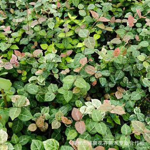 ���~�jʯ�S����~�jʯ�������Ե��m�ļ���������ֲ���҃��̨����