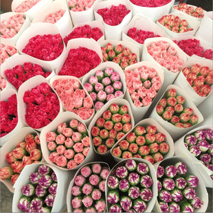 Birthday Gift Kunming Flowers Yunnan Direct Delivery Mother's Day Bouquet Base Hydroponic Carnations Nurses' Day Wild Flowers