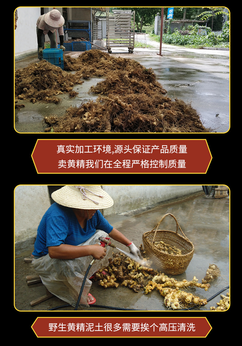 Wild Huang Jing Dried Polygonatum Root 500g Sweet Tea Herb from Jiuhuashan Anhui preparation
