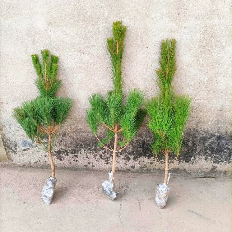 Саженцы черной сосны, тротуары во дворе, большие морозостойкие саженцы сосны, вечнозеленые формы зелени, ландшафтные японские сосны в любое время года.