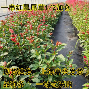 ����һ���t��β�����Զ������ͺ��͟Ứ���LͥԺ���@���̻���ֲ��