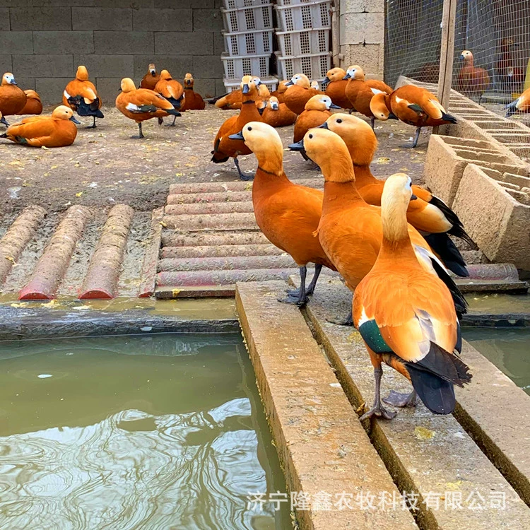 Где пара взрослых черных лебедей, продающих водную птицу, смотрящую утку