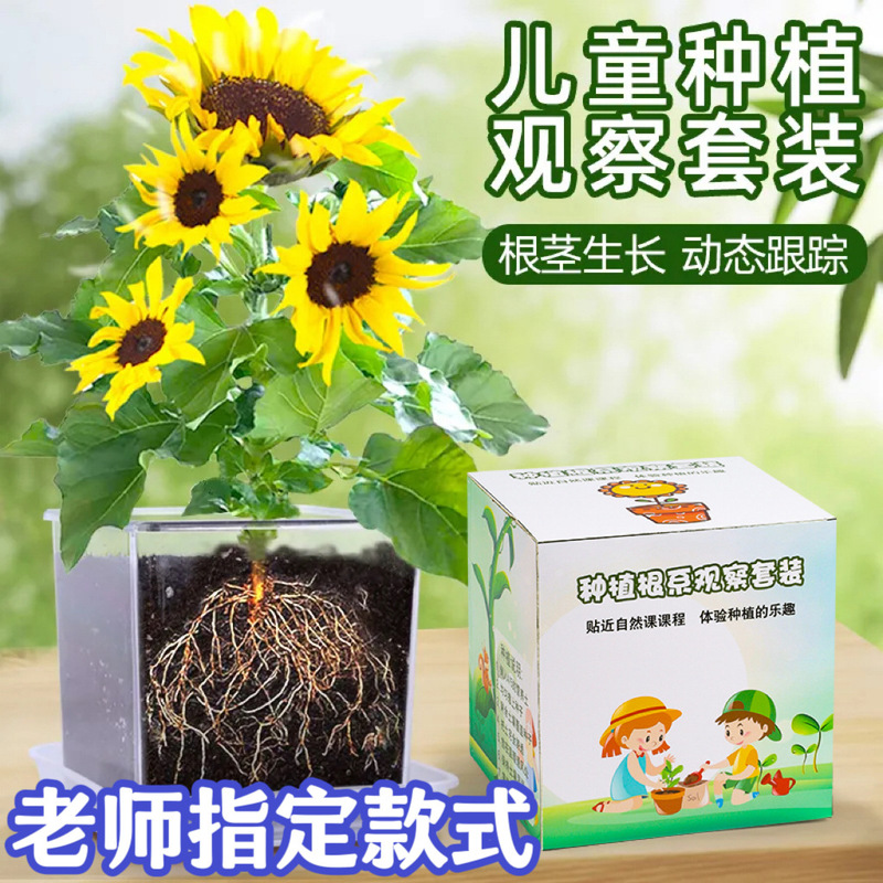 Children's Planting Small Potted Plant Set Plant Observation Root System Growth Germination Flower Creative Observation Box Student Kindergarten