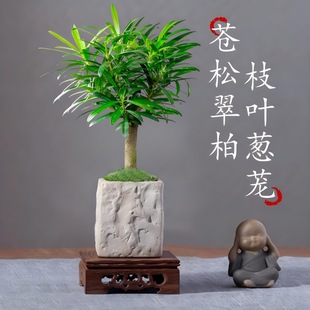 �Ϙ��_�h���辰�쾰�k��������W�t�Gֲ�����ļ����B�����՚�ֲ��