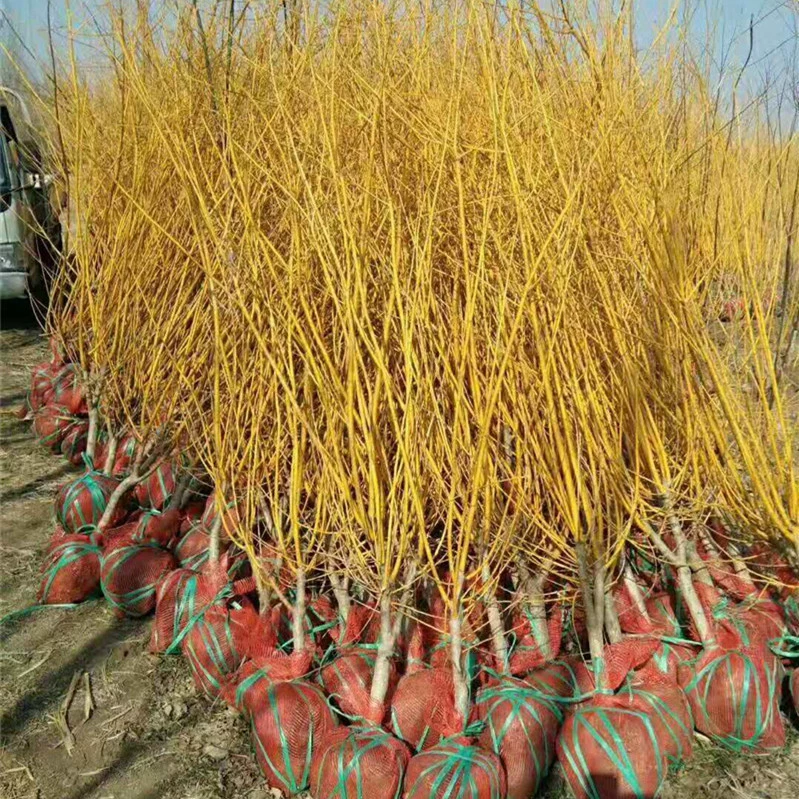 Хуан Хуай 2-15 см спецификации рассады полные высокие и низкие столбы приветствуются, чтобы запросить переговоры